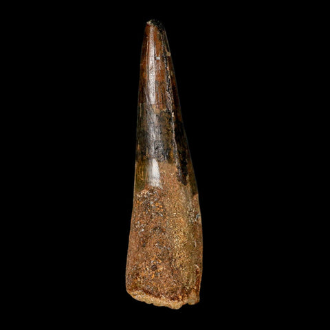 XL 3.9" Spinosaurus Fossil Tooth 100 Million Years Old Cretaceous Dinosaur COA - Fossil Age Minerals