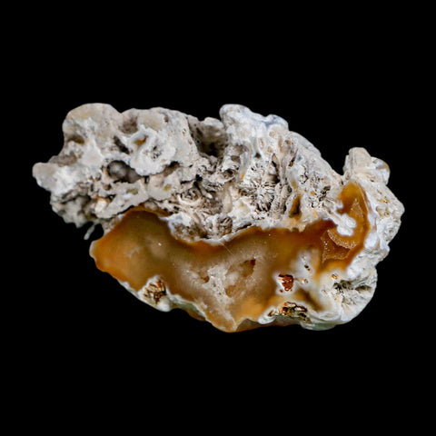 2.6" Agatized Coral Slab Fossil Oligocene and Miocene Epochs Tampa Bay Florida