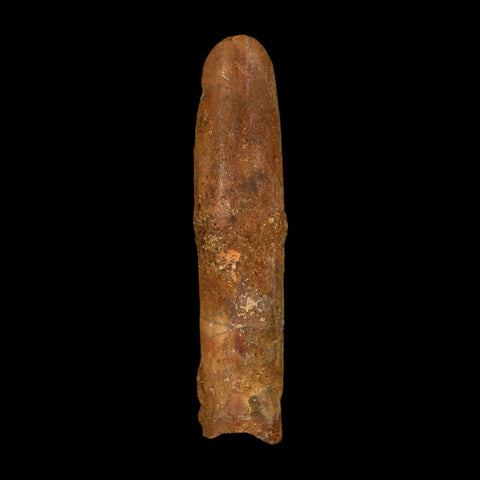 2.1" Rebbachisaurus Sauropod Fossil Tooth Early Cretaceous Dinosaur COA, Stand - Fossil Age Minerals