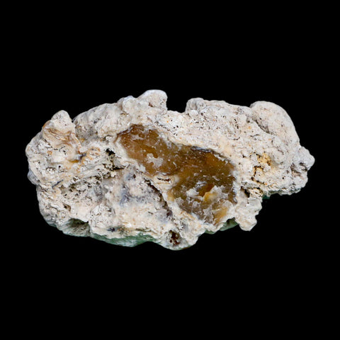 2.6" Agatized Coral Slab Fossil Oligocene and Miocene Epochs Tampa Bay Florida