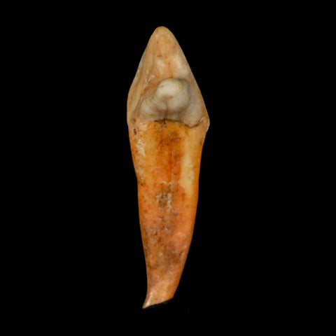 1.8" Extinct Cave Bear Ursus Spelaeus Incisor Tooth Rooted Pleistocene Age COA, Stand