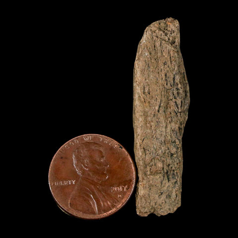 1.7" Tyrannosaurus Rex Fossil Bone Dinosaur Lance Creek Formation Wyoming COA