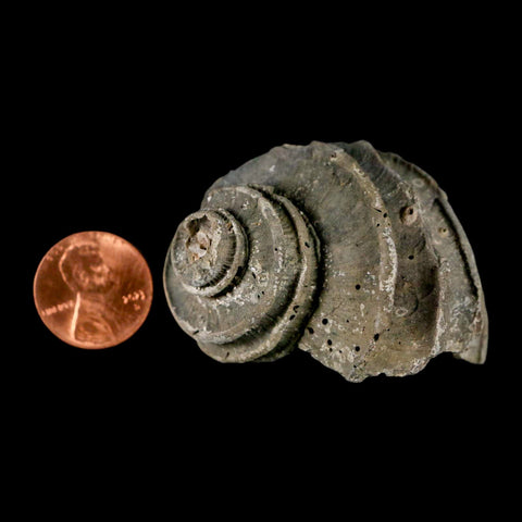 1.9" Ecphora Gardnerae Gastropod Fossil Shell Lee Creek Miocene Epoch North Carolina - Fossil Age Minerals