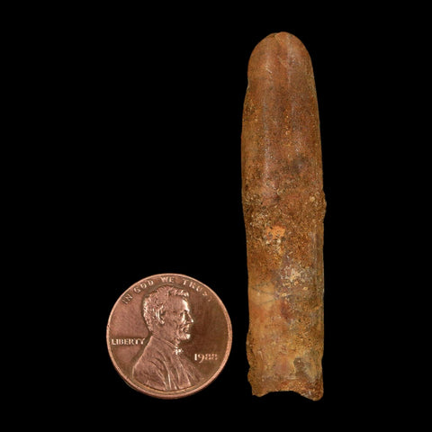 2.1" Rebbachisaurus Sauropod Fossil Tooth Early Cretaceous Dinosaur COA, Stand - Fossil Age Minerals