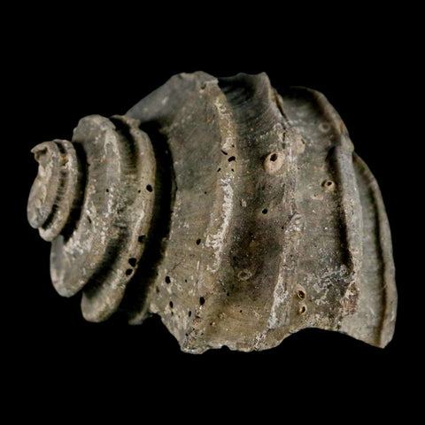 1.9" Ecphora Gardnerae Gastropod Fossil Shell Lee Creek Miocene Epoch North Carolina - Fossil Age Minerals