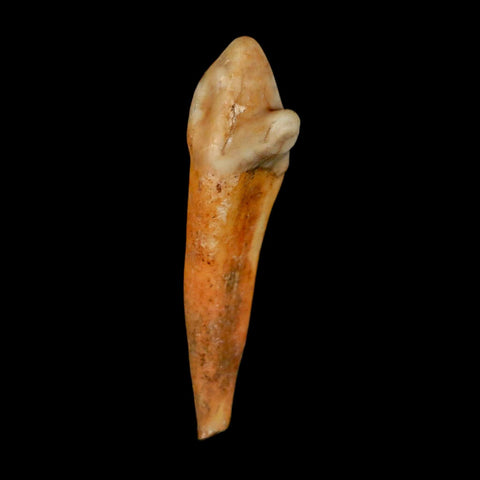 1.8" Extinct Cave Bear Ursus Spelaeus Incisor Tooth Rooted Pleistocene Age COA, Stand