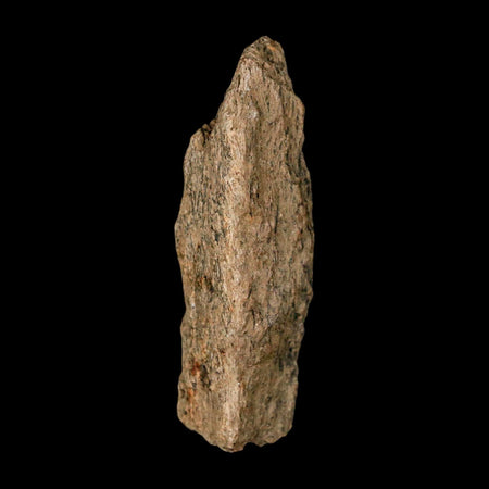 1.7" Tyrannosaurus Rex Fossil Bone Dinosaur Lance Creek Formation Wyoming COA