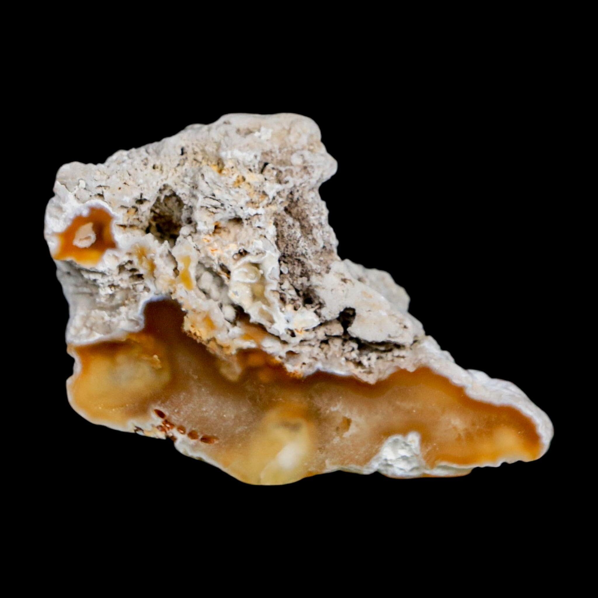 2.3" Agatized Coral Slab Fossil Oligocene and Miocene Epochs Tampa Bay Florida - Fossil Age Minerals