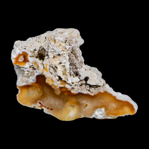 2.3" Agatized Coral Slab Fossil Oligocene and Miocene Epochs Tampa Bay Florida