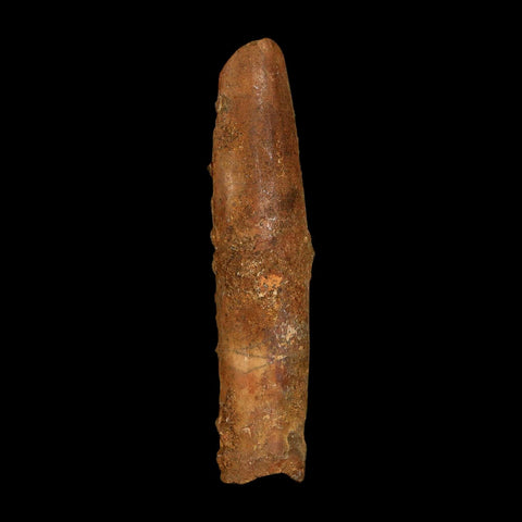2.1" Rebbachisaurus Sauropod Fossil Tooth Early Cretaceous Dinosaur COA, Stand - Fossil Age Minerals