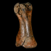 1.9" Rare Albertosaurus Fossil Juvenile Toe Bone Tyrannosaur Cretaceous Dinosaur COA
