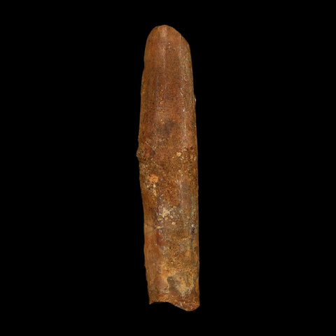 2.1" Rebbachisaurus Sauropod Fossil Tooth Early Cretaceous Dinosaur COA, Stand - Fossil Age Minerals
