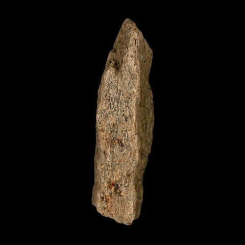 1.7" Tyrannosaurus Rex Fossil Bone Dinosaur Lance Creek Formation Wyoming COA