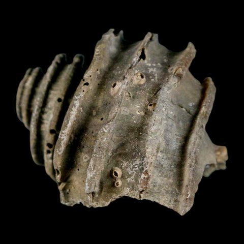 1.9" Ecphora Gardnerae Gastropod Fossil Shell Lee Creek Miocene Epoch North Carolina - Fossil Age Minerals