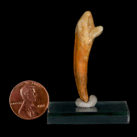 1.8" Extinct Cave Bear Ursus Spelaeus Incisor Tooth Rooted Pleistocene Age COA, Stand