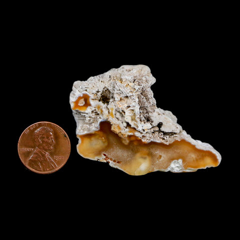 2.3" Agatized Coral Slab Fossil Oligocene and Miocene Epochs Tampa Bay Florida
