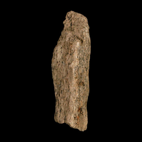 1.7" Tyrannosaurus Rex Fossil Bone Dinosaur Lance Creek Formation Wyoming COA