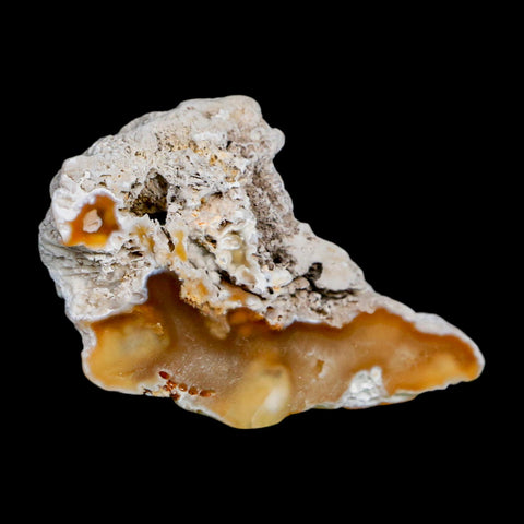 2.3" Agatized Coral Slab Fossil Oligocene and Miocene Epochs Tampa Bay Florida