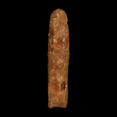 2.1" Rebbachisaurus Sauropod Fossil Tooth Early Cretaceous Dinosaur COA, Stand - Fossil Age Minerals