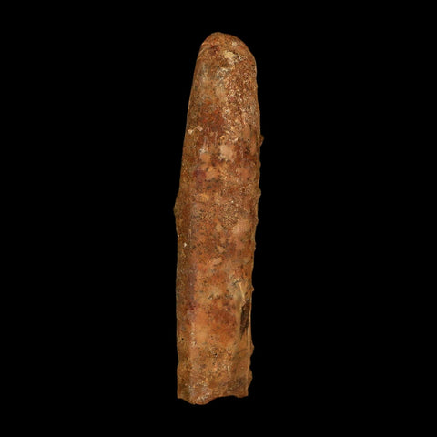2.1" Rebbachisaurus Sauropod Fossil Tooth Early Cretaceous Dinosaur COA, Stand - Fossil Age Minerals