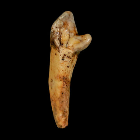 1.6" Extinct Cave Bear Ursus Spelaeus Incisor Tooth Rooted Pleistocene Age COA, Stand
