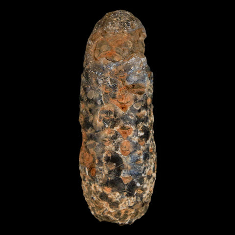 XL 2.2" Fossil Pine Cone Equicalastrobus Replaced By Agate Eocene Age Seeds Fruit - Fossil Age Minerals