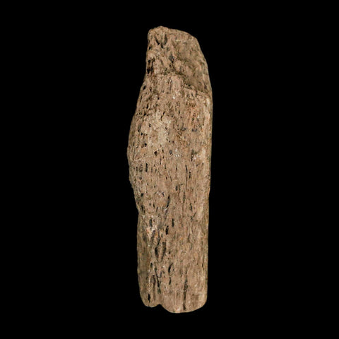 1.7" Tyrannosaurus Rex Fossil Bone Dinosaur Lance Creek Formation Wyoming COA