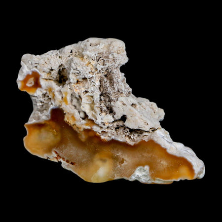 2.3" Agatized Coral Slab Fossil Oligocene and Miocene Epochs Tampa Bay Florida