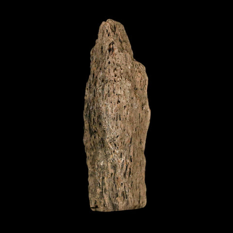 1.7" Tyrannosaurus Rex Fossil Bone Dinosaur Lance Creek Formation Wyoming COA
