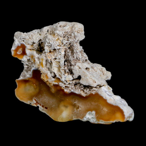 2.3" Agatized Coral Slab Fossil Oligocene and Miocene Epochs Tampa Bay Florida