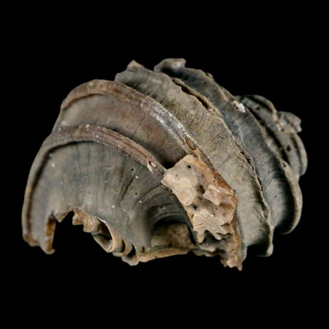 1.9" Ecphora Gardnerae Gastropod Fossil Shell Lee Creek Miocene Epoch North Carolina - Fossil Age Minerals