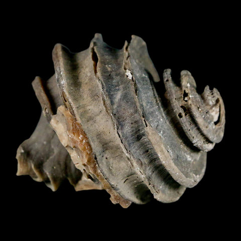 1.9" Ecphora Gardnerae Gastropod Fossil Shell Lee Creek Miocene Epoch North Carolina - Fossil Age Minerals