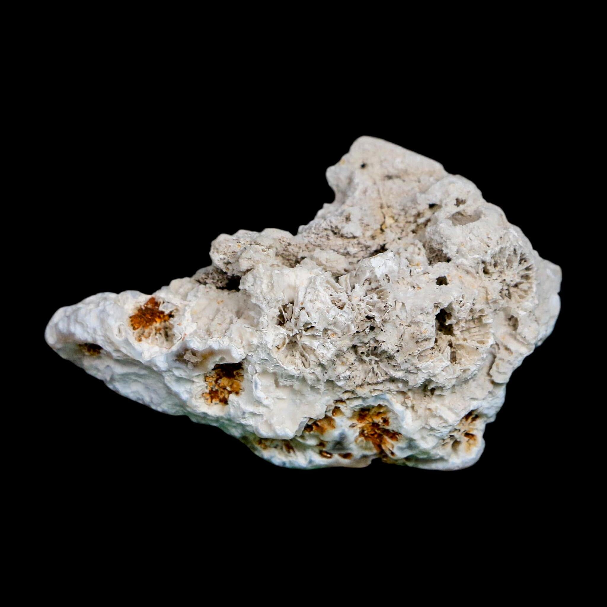 2.3" Agatized Coral Slab Fossil Oligocene and Miocene Epochs Tampa Bay Florida - Fossil Age Minerals