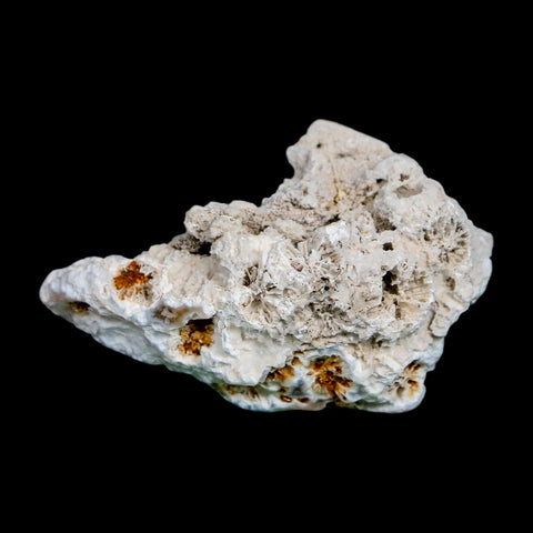 2.3" Agatized Coral Slab Fossil Oligocene and Miocene Epochs Tampa Bay Florida
