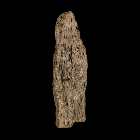 1.7" Tyrannosaurus Rex Fossil Bone Dinosaur Lance Creek Formation Wyoming COA