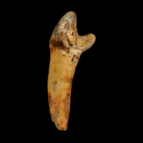 1.6" Extinct Cave Bear Ursus Spelaeus Incisor Tooth Rooted Pleistocene Age COA, Stand