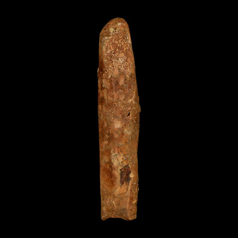 2.1" Rebbachisaurus Sauropod Fossil Tooth Early Cretaceous Dinosaur COA, Stand - Fossil Age Minerals