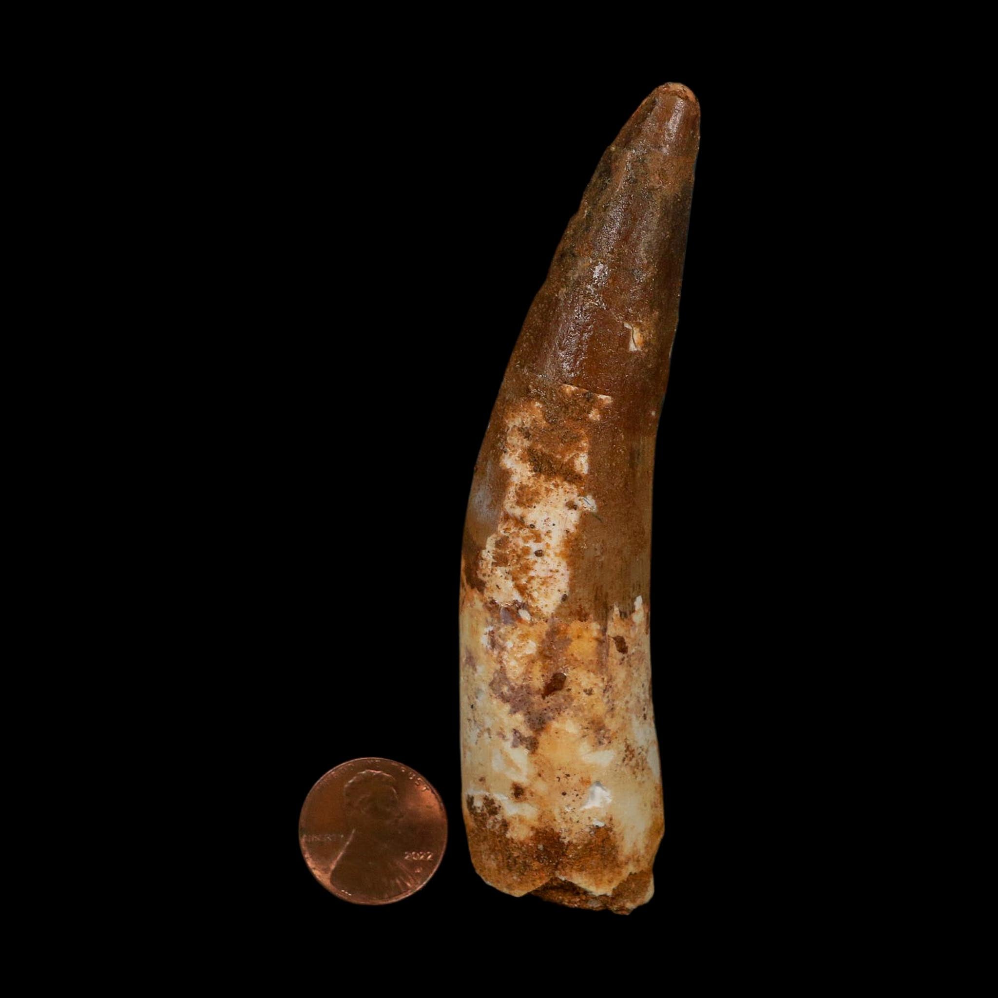 XL 4" Spinosaurus Fossil Tooth 100 Million Years Old Cretaceous Dinosaur COA