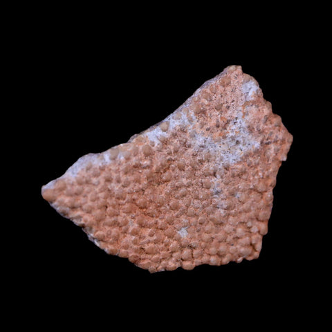 0.7" Megaloolithus Titanosaur Dinosaur Fossil Egg Shell Bouches Du Rhone France Display - Fossil Age Minerals