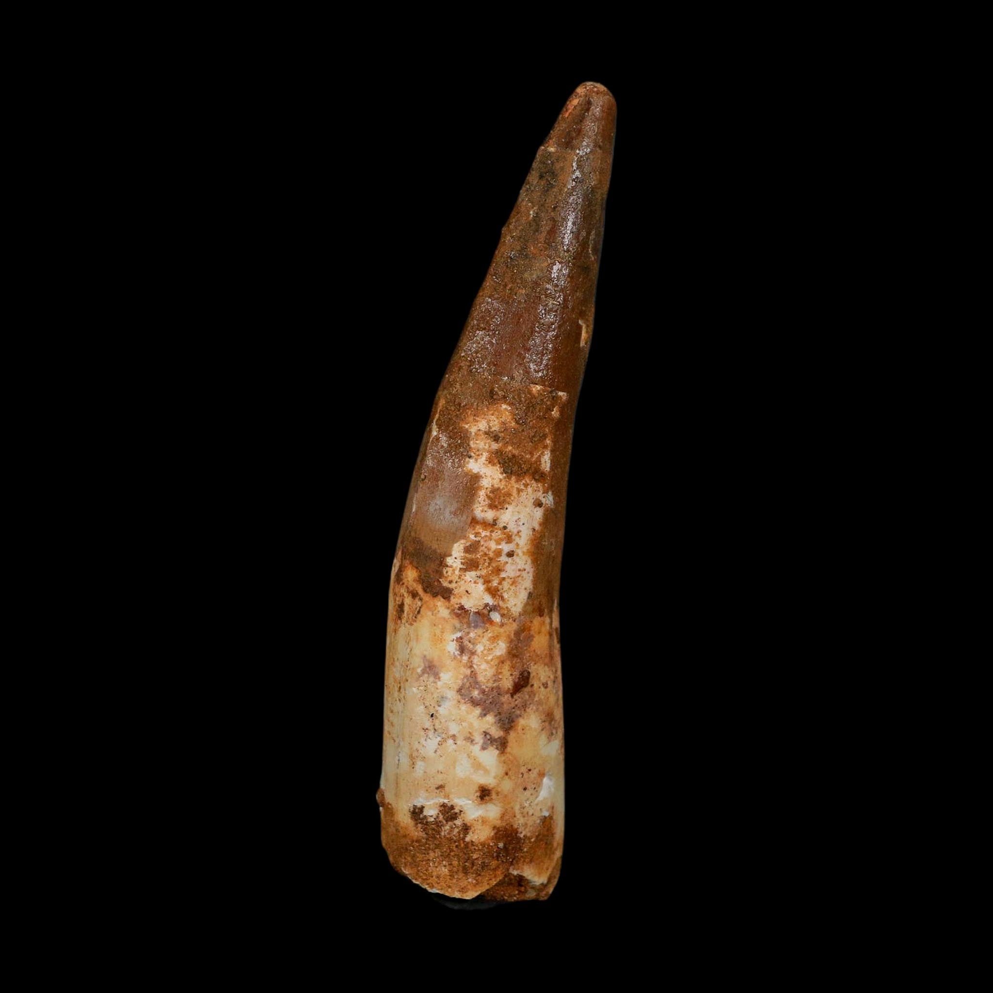 XL 4" Spinosaurus Fossil Tooth 100 Million Years Old Cretaceous Dinosaur COA