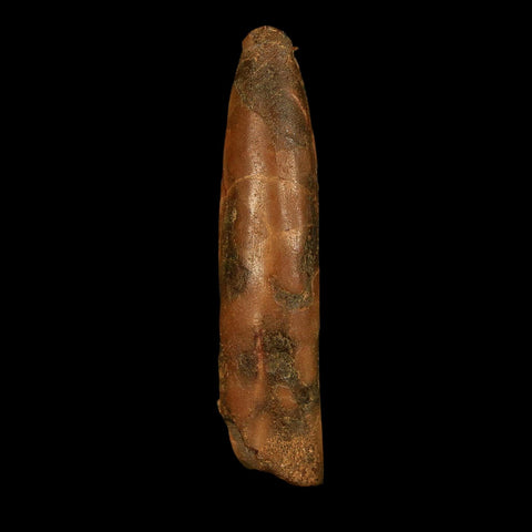 1.9" Rebbachisaurus Sauropod Fossil Tooth Early Cretaceous Dinosaur COA, Stand - Fossil Age Minerals