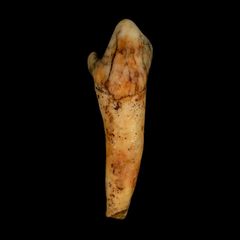 1.6" Extinct Cave Bear Ursus Spelaeus Incisor Tooth Rooted Pleistocene Age COA, Stand