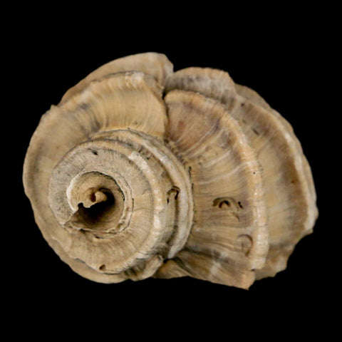 1.6" Ecphora Gardnerae Gastropod Fossil Shell Lee Creek Miocene Epoch North Carolina - Fossil Age Minerals