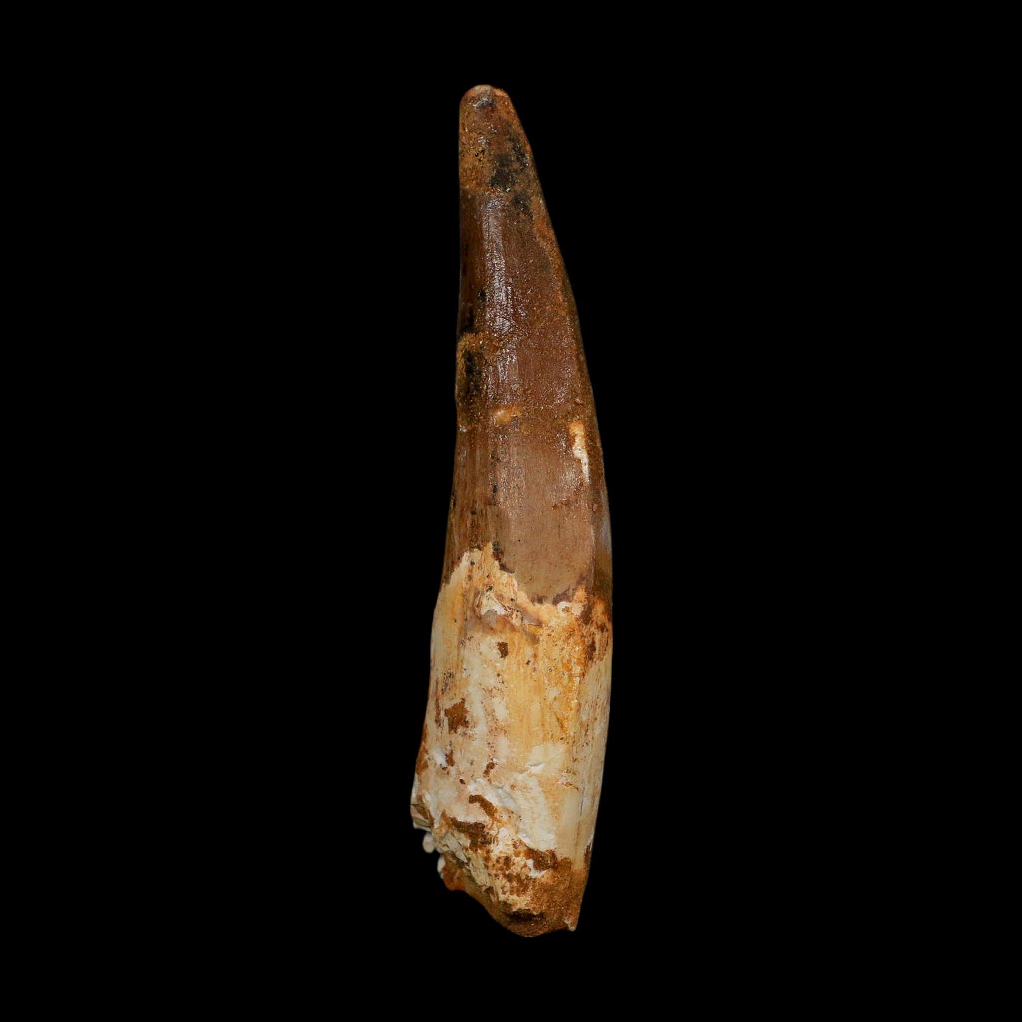 XL 4" Spinosaurus Fossil Tooth 100 Million Years Old Cretaceous Dinosaur COA