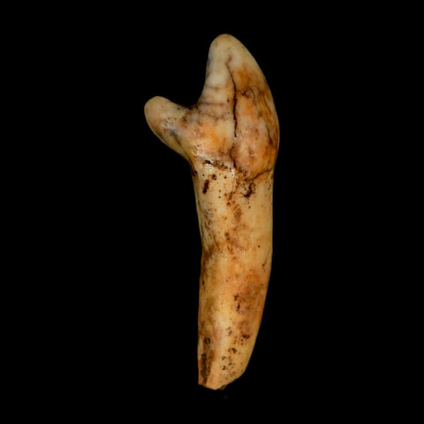 1.6" Extinct Cave Bear Ursus Spelaeus Incisor Tooth Rooted Pleistocene Age COA, Stand