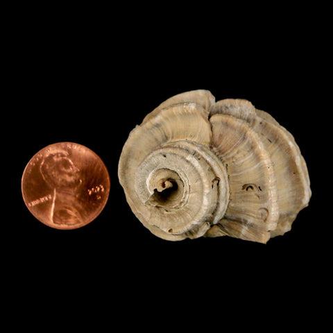 1.6" Ecphora Gardnerae Gastropod Fossil Shell Lee Creek Miocene Epoch North Carolina - Fossil Age Minerals