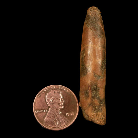 1.9" Rebbachisaurus Sauropod Fossil Tooth Early Cretaceous Dinosaur COA, Stand - Fossil Age Minerals