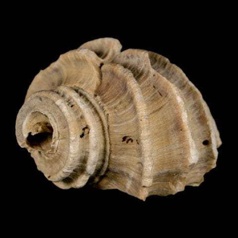 1.6" Ecphora Gardnerae Gastropod Fossil Shell Lee Creek Miocene Epoch North Carolina - Fossil Age Minerals