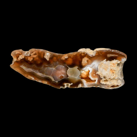 2.9" Agatized Coral Slab Fossil Oligocene and Miocene Epochs Tampa Bay Florida