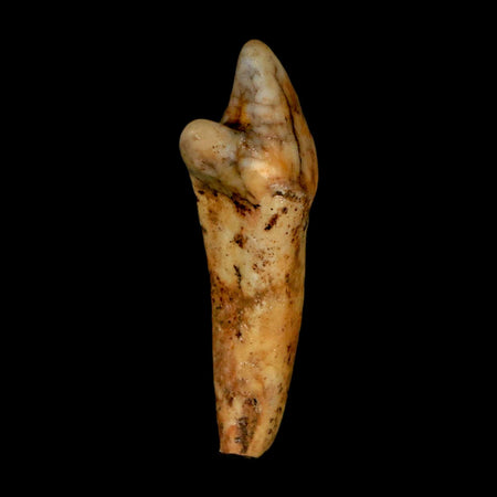 1.6" Extinct Cave Bear Ursus Spelaeus Incisor Tooth Rooted Pleistocene Age COA, Stand